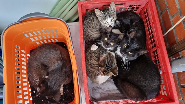 ../images/fotoalbum/katzen/2025-07-29 09.25.50